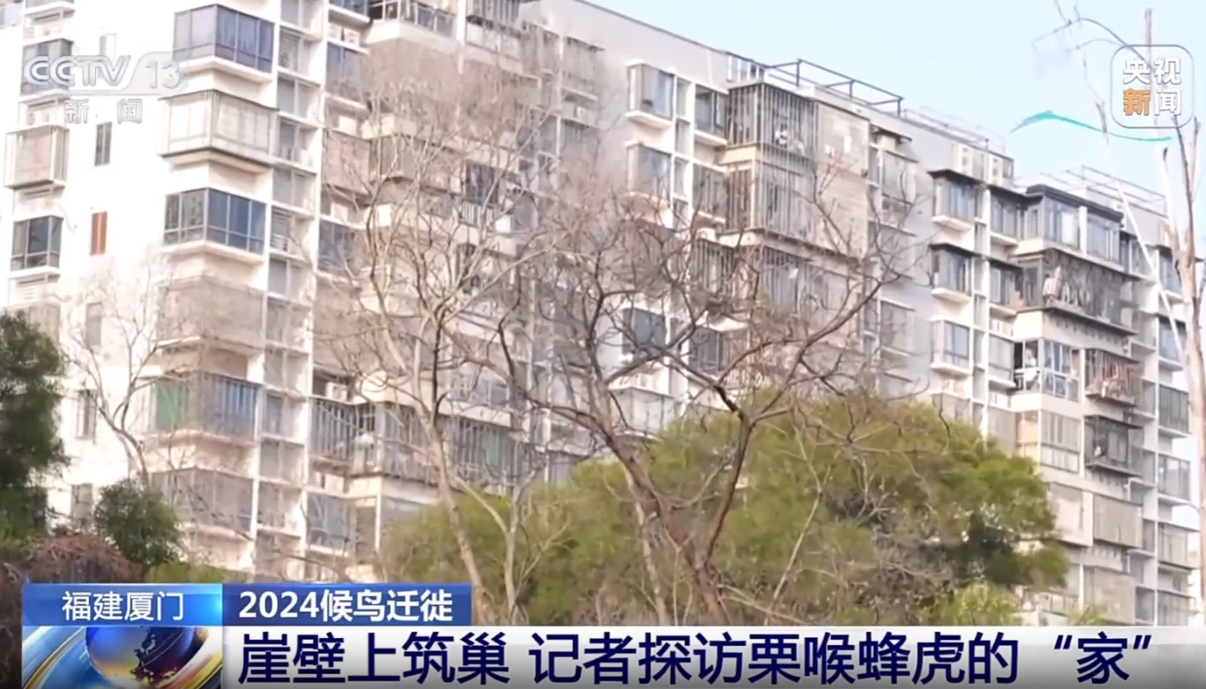 视频 | 福建厦门：崖壁上筑巢 记者探访栗喉蜂虎的“家”