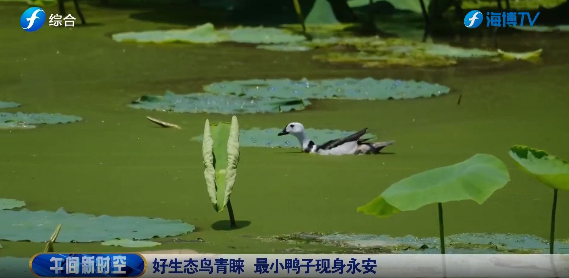 好生态鸟青睐 最小鸭子现身永安