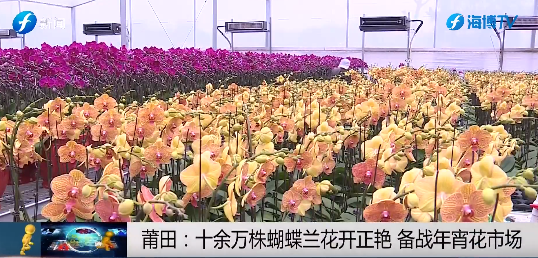 视频 | 莆田：十余万株蝴蝶兰花开正艳 备战年宵花市场