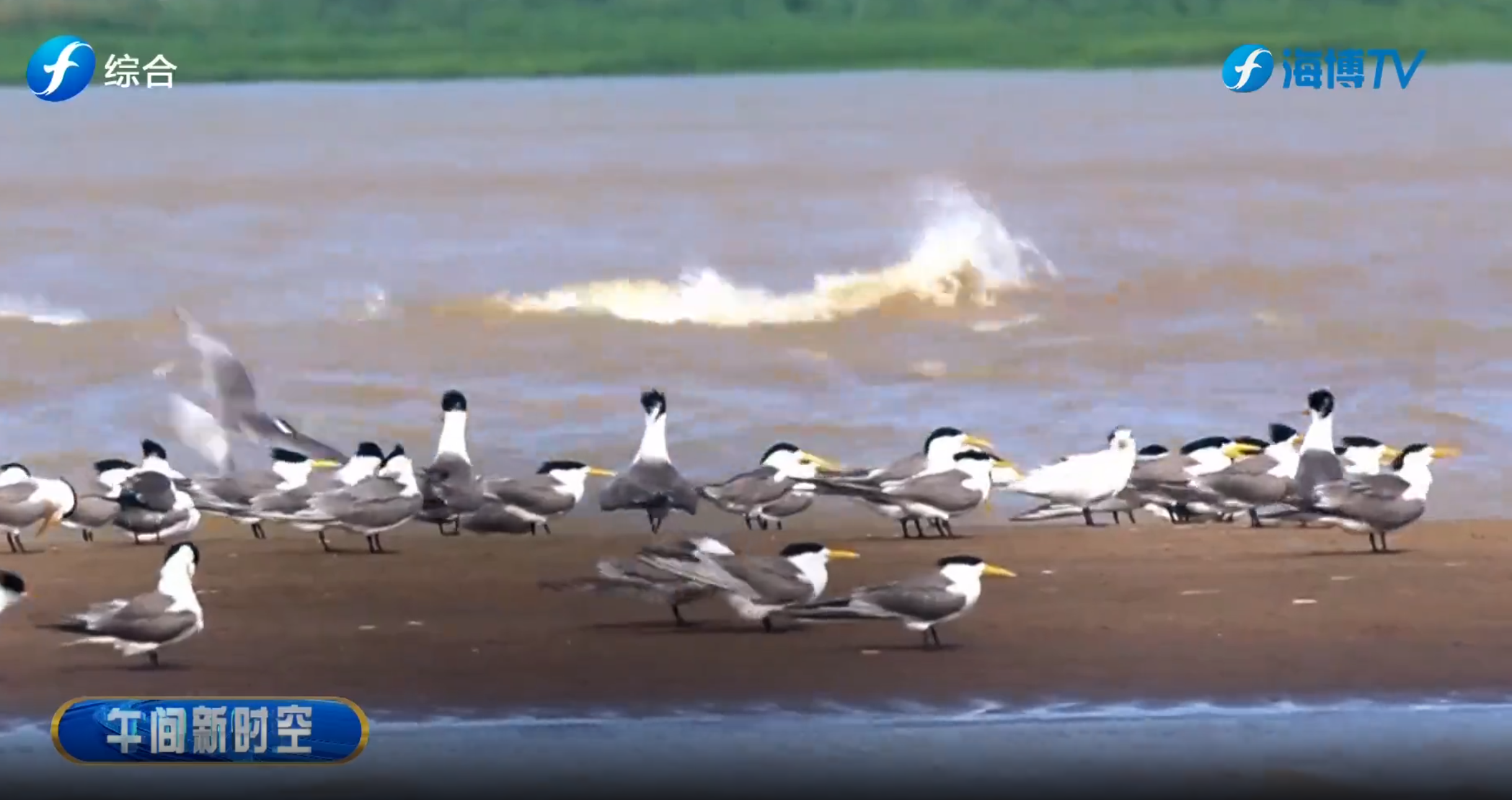 视频 | 黄胸滨鹬现身泉州 填补福建记录空白