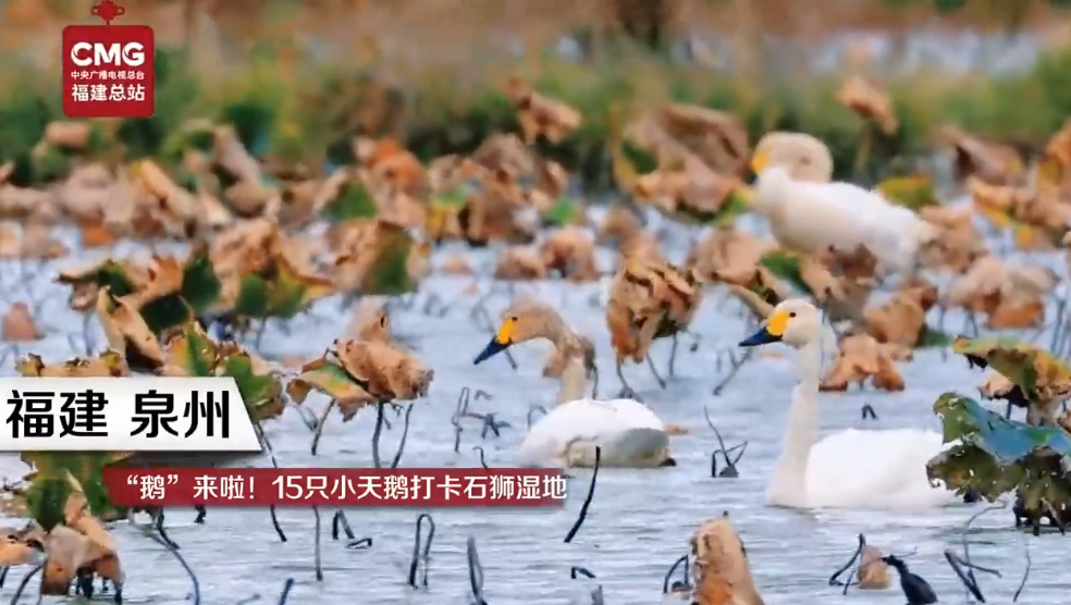 “鹅”来啦！15只小天鹅打卡泉州石狮湿地