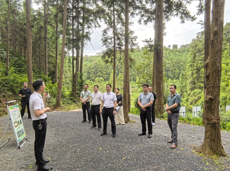 福建省林业局领导赴省洋口国有林场调研指导工作